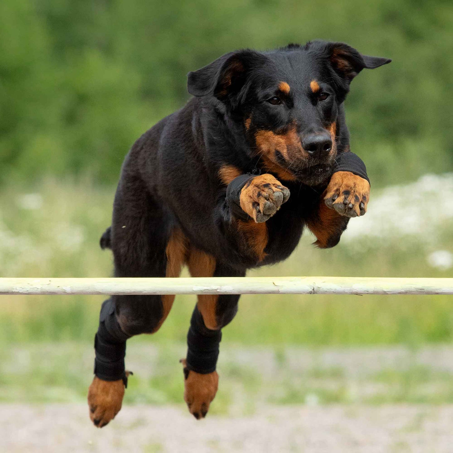 Hundhasskydd