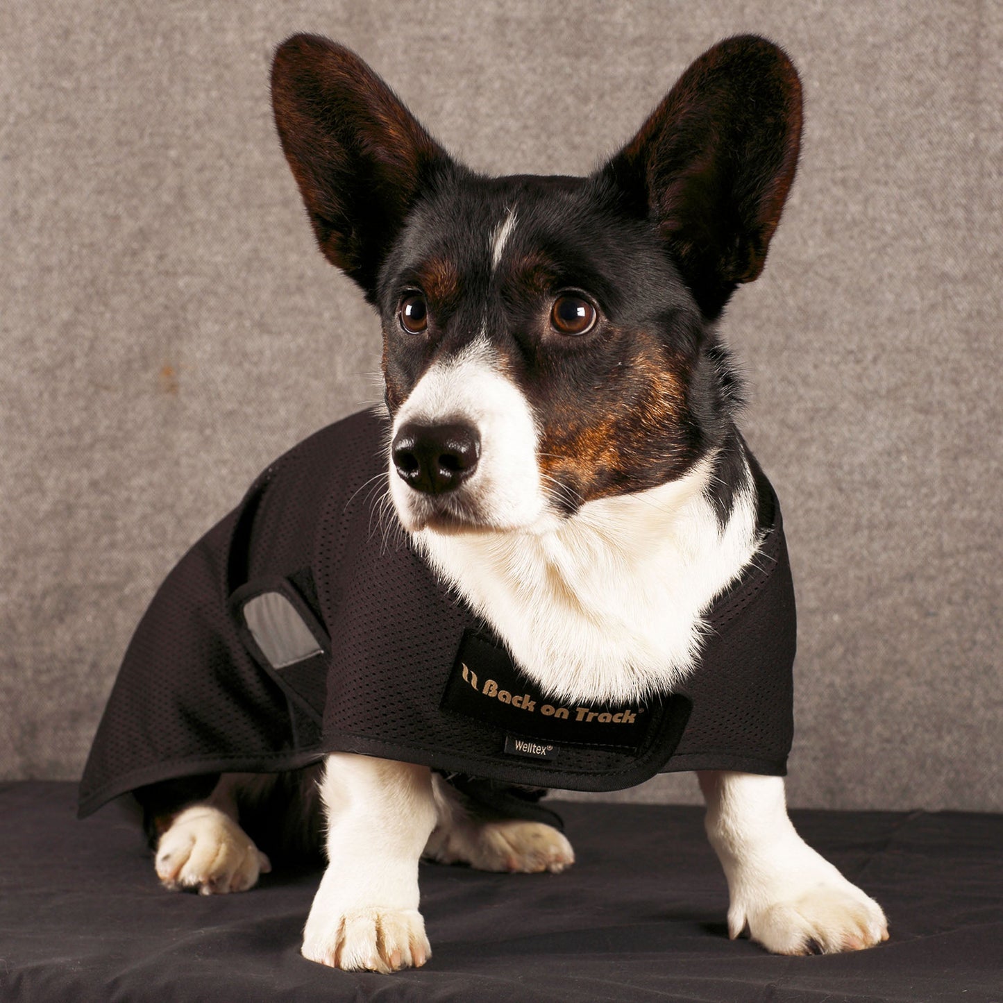 "Hugo" Hundnättäcke