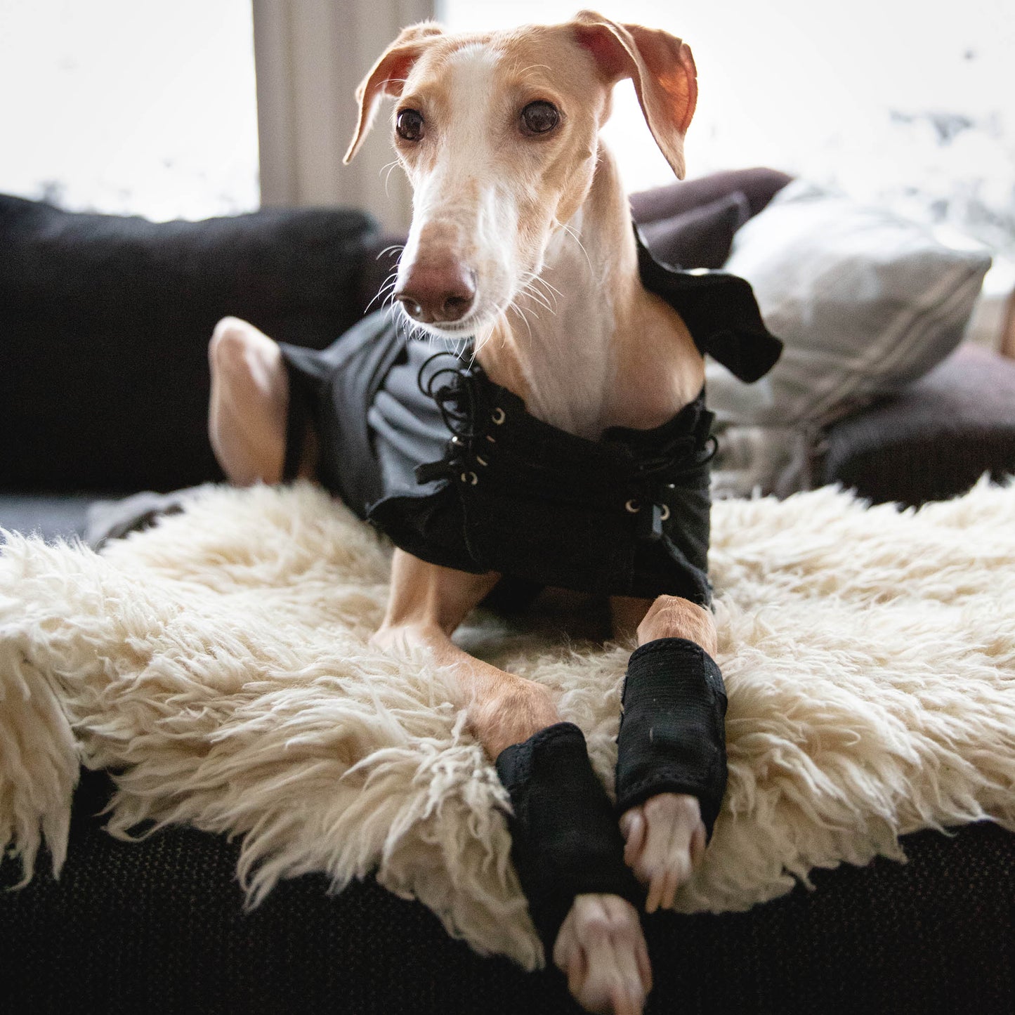 Hundtäcke Greyhound