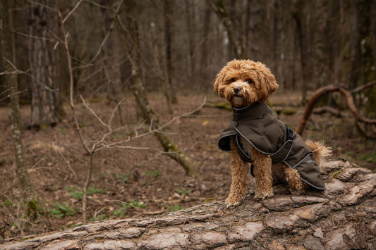 Introducing: the BAY family of supreme Dog Coats