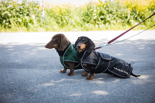 Take special care of your Dachshund's back!