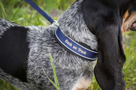 Collar or harness for your dog?