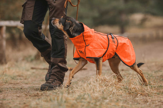 Choose the right dog coat for your hunting dog!