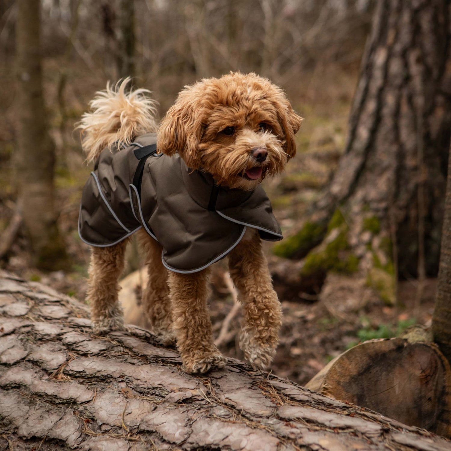 Dog Dog Coats BAY