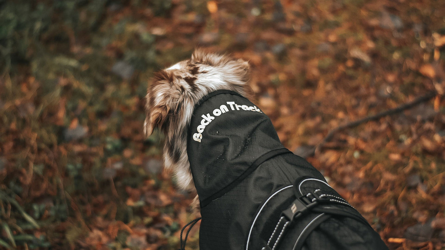 Dog Dog Coats Rain Coats