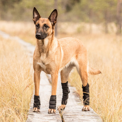 Hundbenskydd