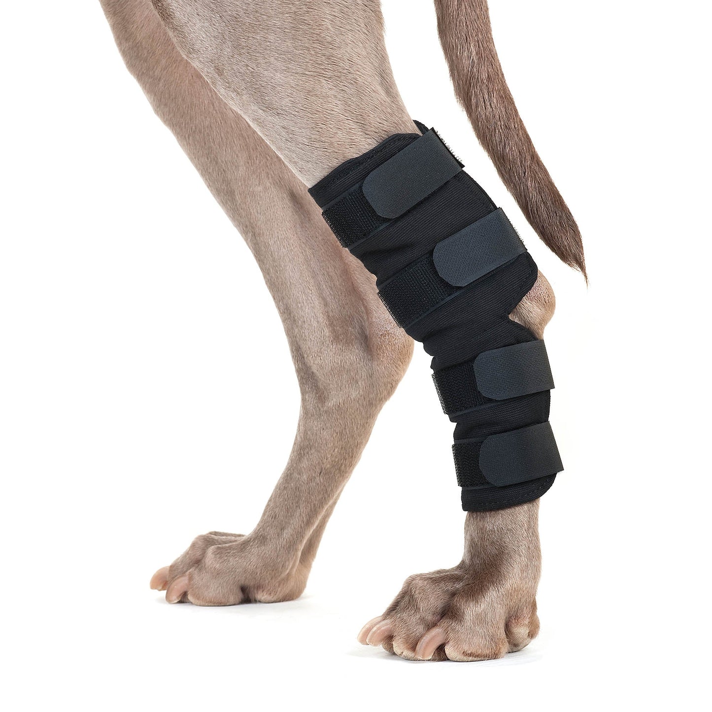 Hundhasskydd