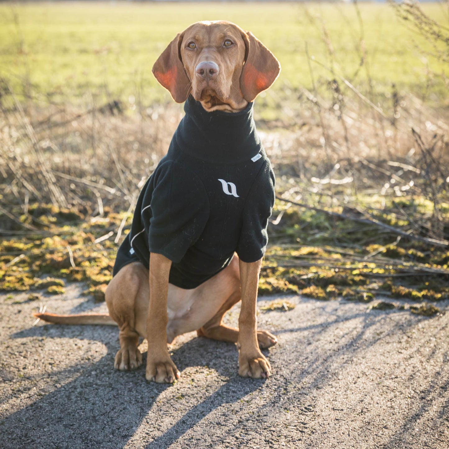 "Cassie" Hundtröja
