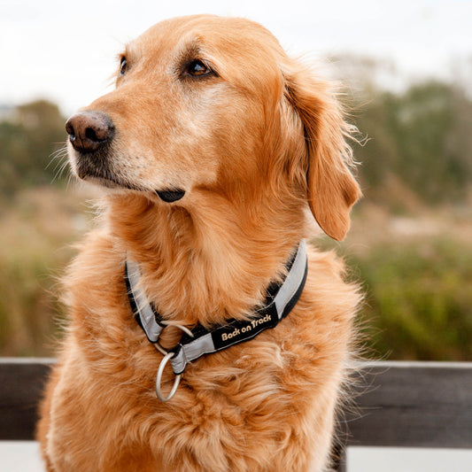 "Molly" Hundhalsband