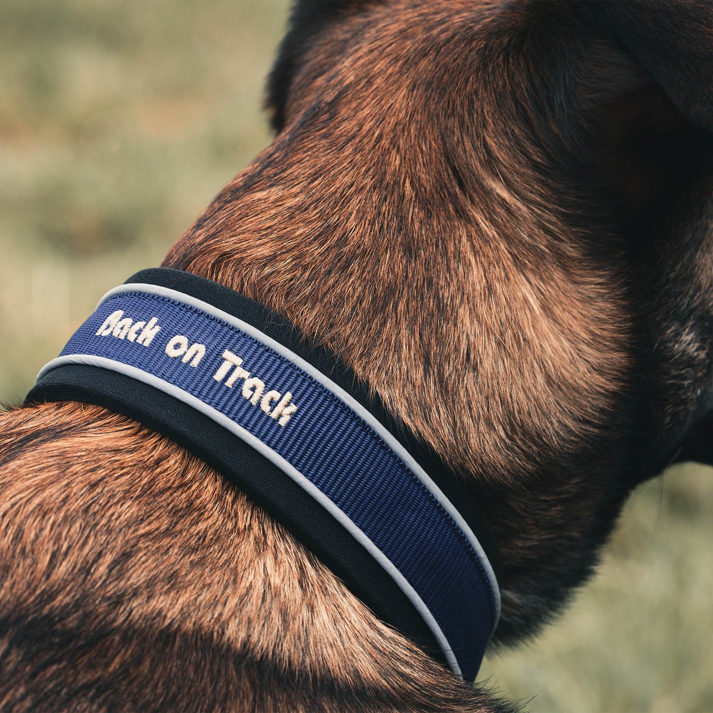 "Charlie" Hundhalsband