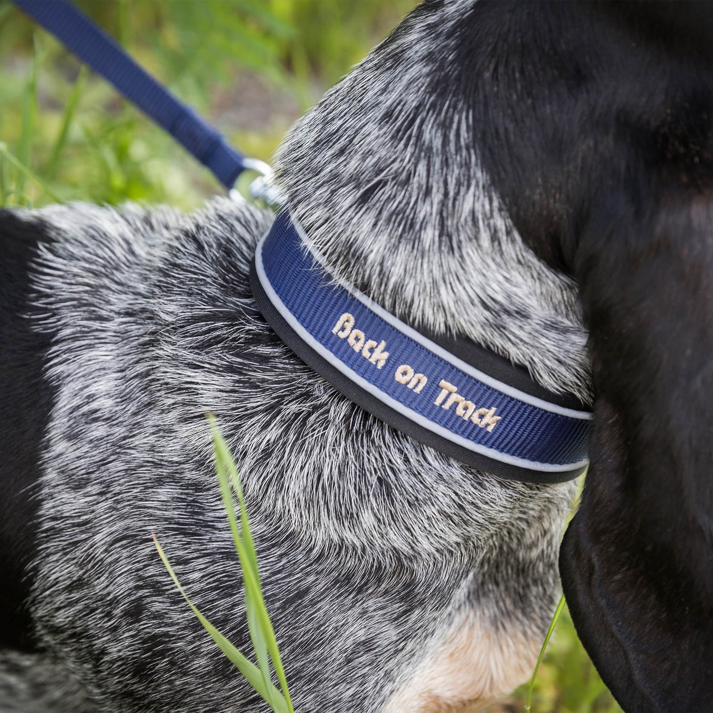 "Charlie" Hundhalsband