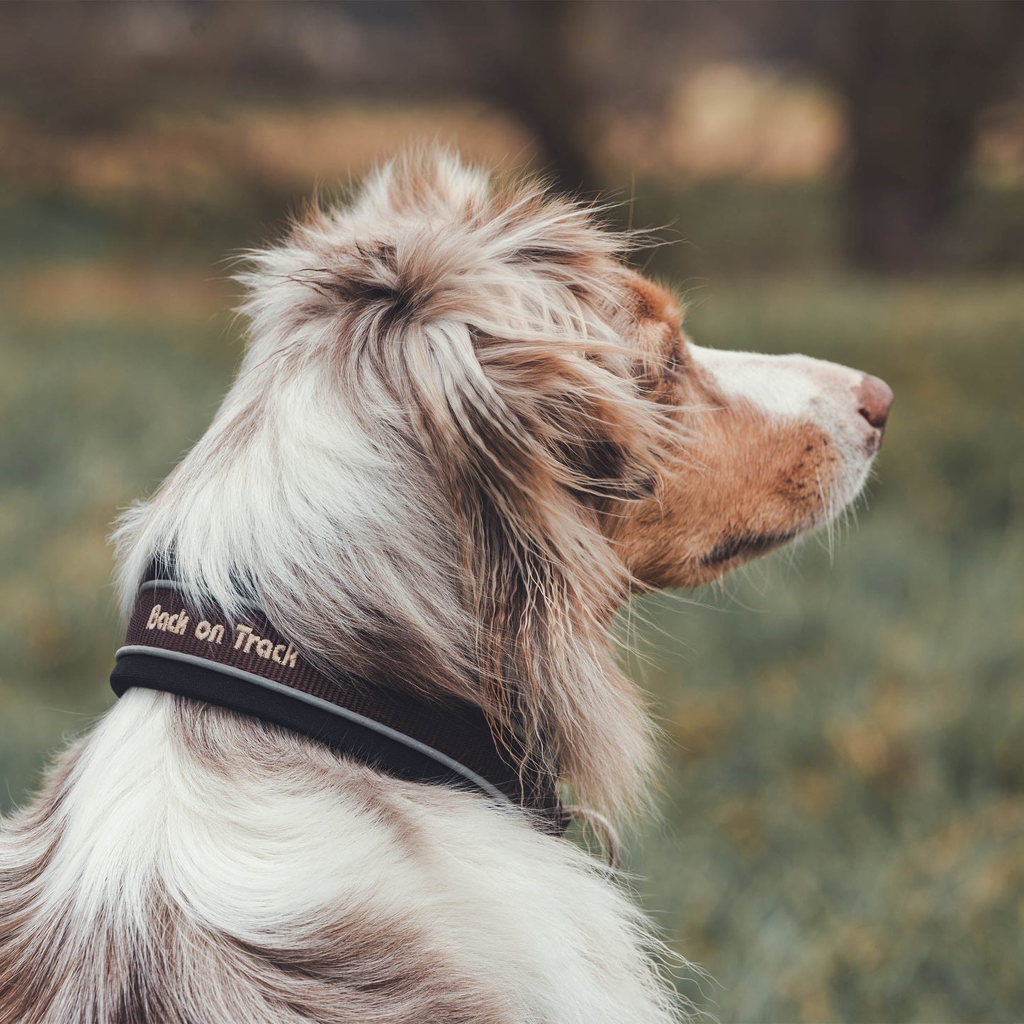 "Charlie" Hundhalsband