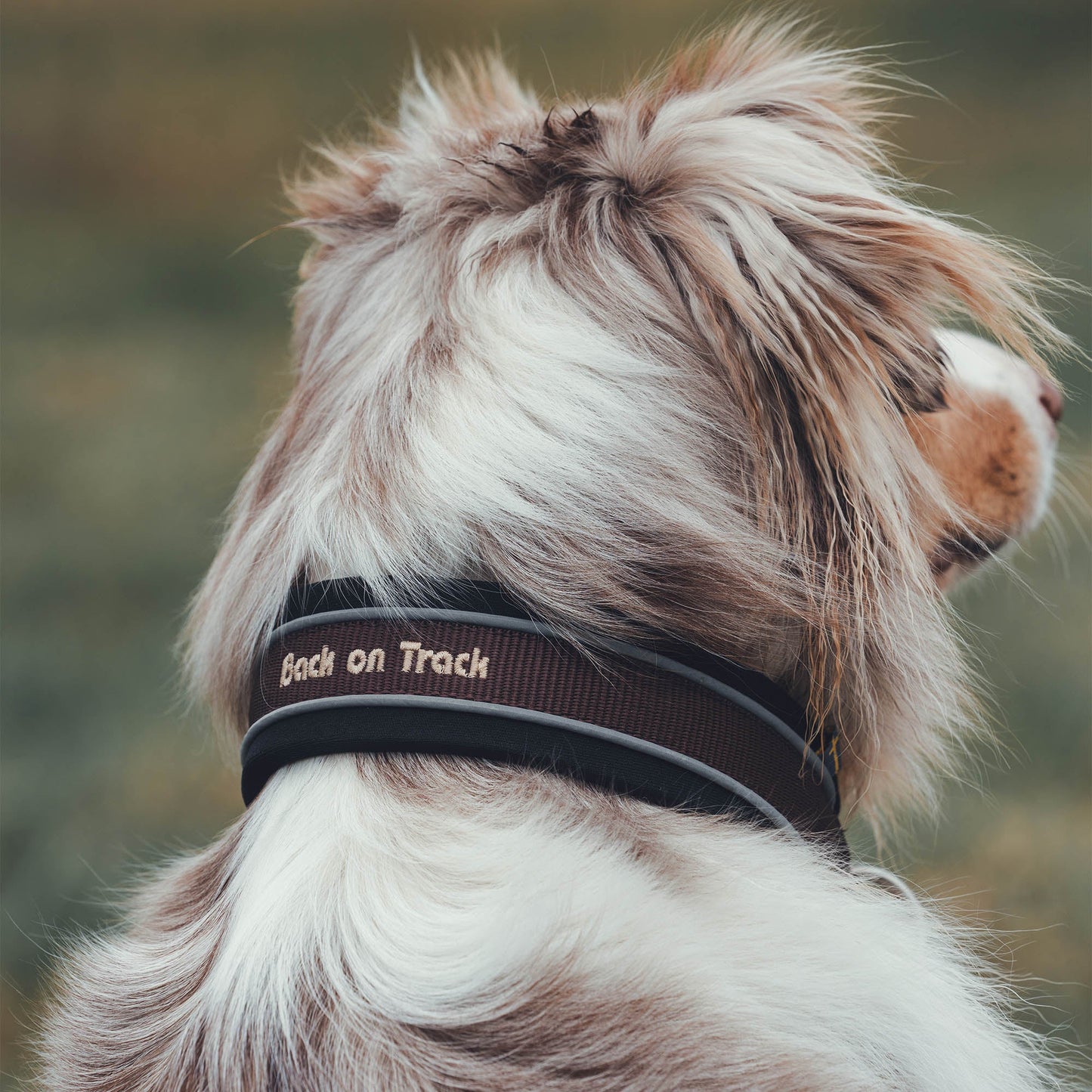 "Charlie" Hundhalsband